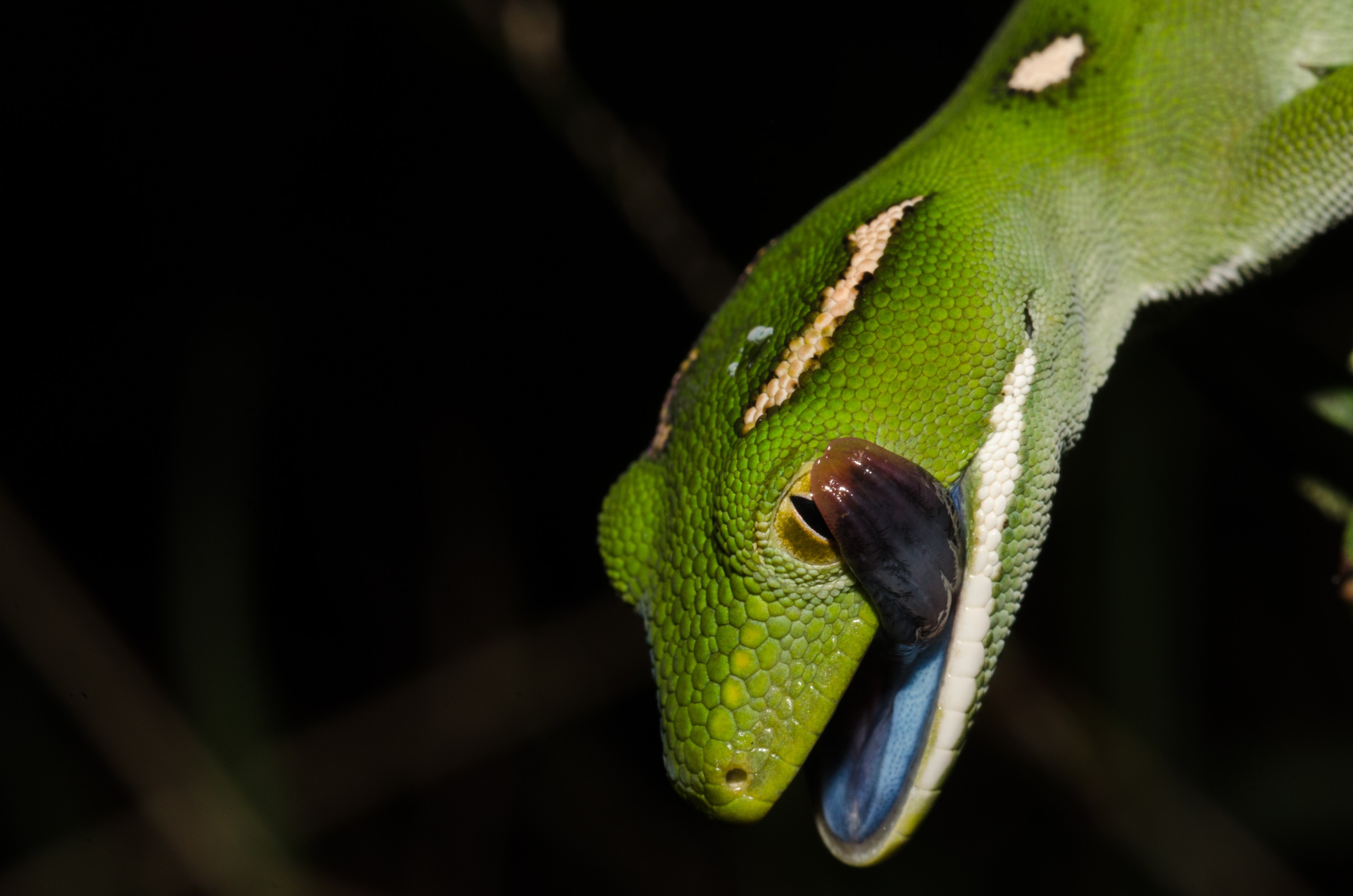 DSC_5568 – Auckland, green, gecko, Naultinus, elegans, elegans, home, lizard, Crispin, reptiles, amphibians, rare, cold, blood, new, new zealand, zealand, nz